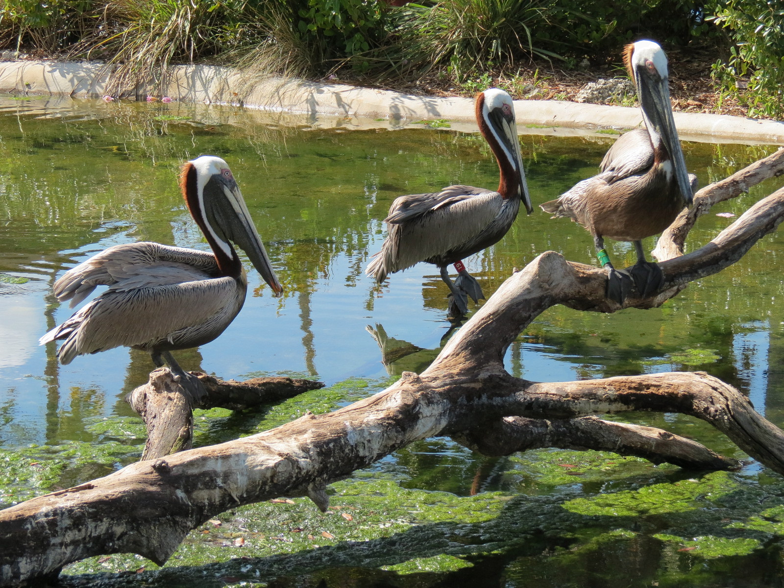 Florida: Mission Everglades - South Florida Wading Bird Exhibit - Brown Pelican