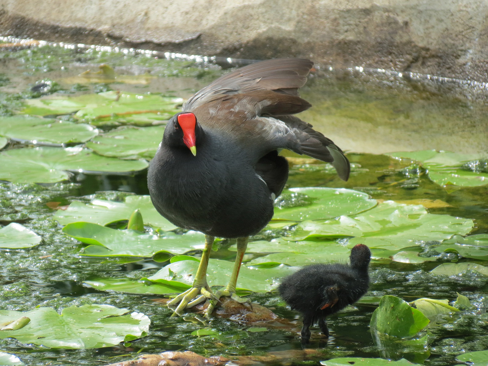 Florida: Mission Everglades - South Florida Wading Bird Exhibit - Common Gallinule