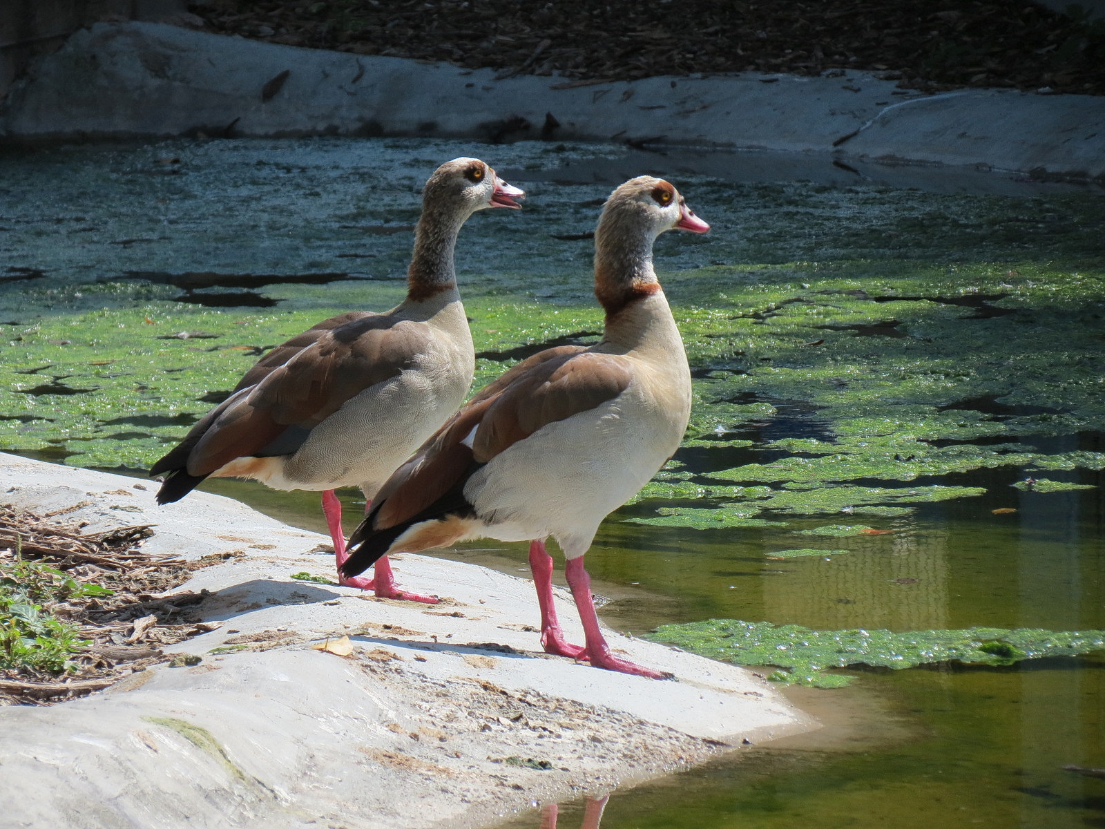 Florida: Mission Everglades - South Florida Wading Bird Exhibit - Egyptian Goose