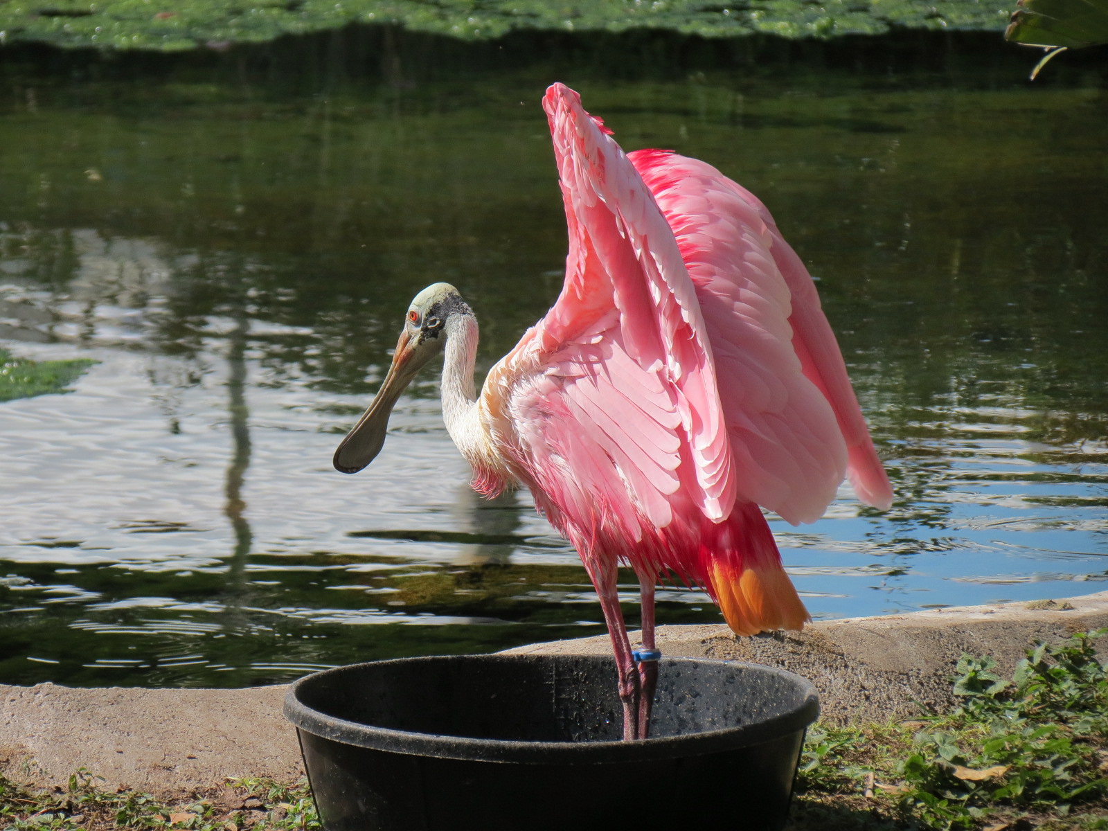 Florida: Mission Everglades - South Florida Wading Bird Exhibit - Roseate Spoonbill