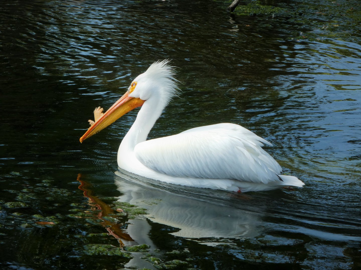 Florida: Mission Everglades - South Florida Wading Birds Exhibit - American White Pelican