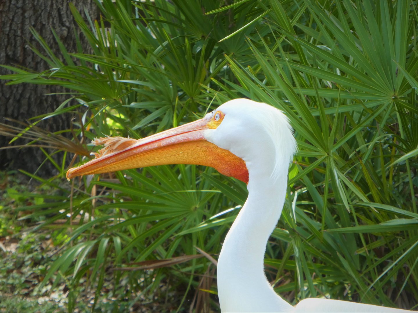 Florida: Mission Everglades - South Florida Wading Birds Exhibit - American White Pelican