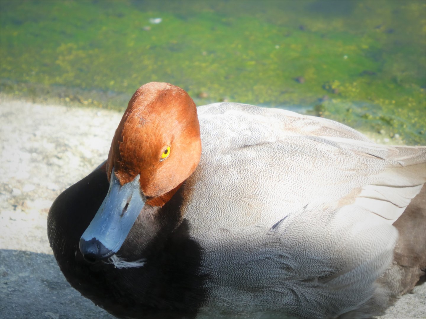 Florida: Mission Everglades - South Florida Wading Birds Exhibit - Redhead