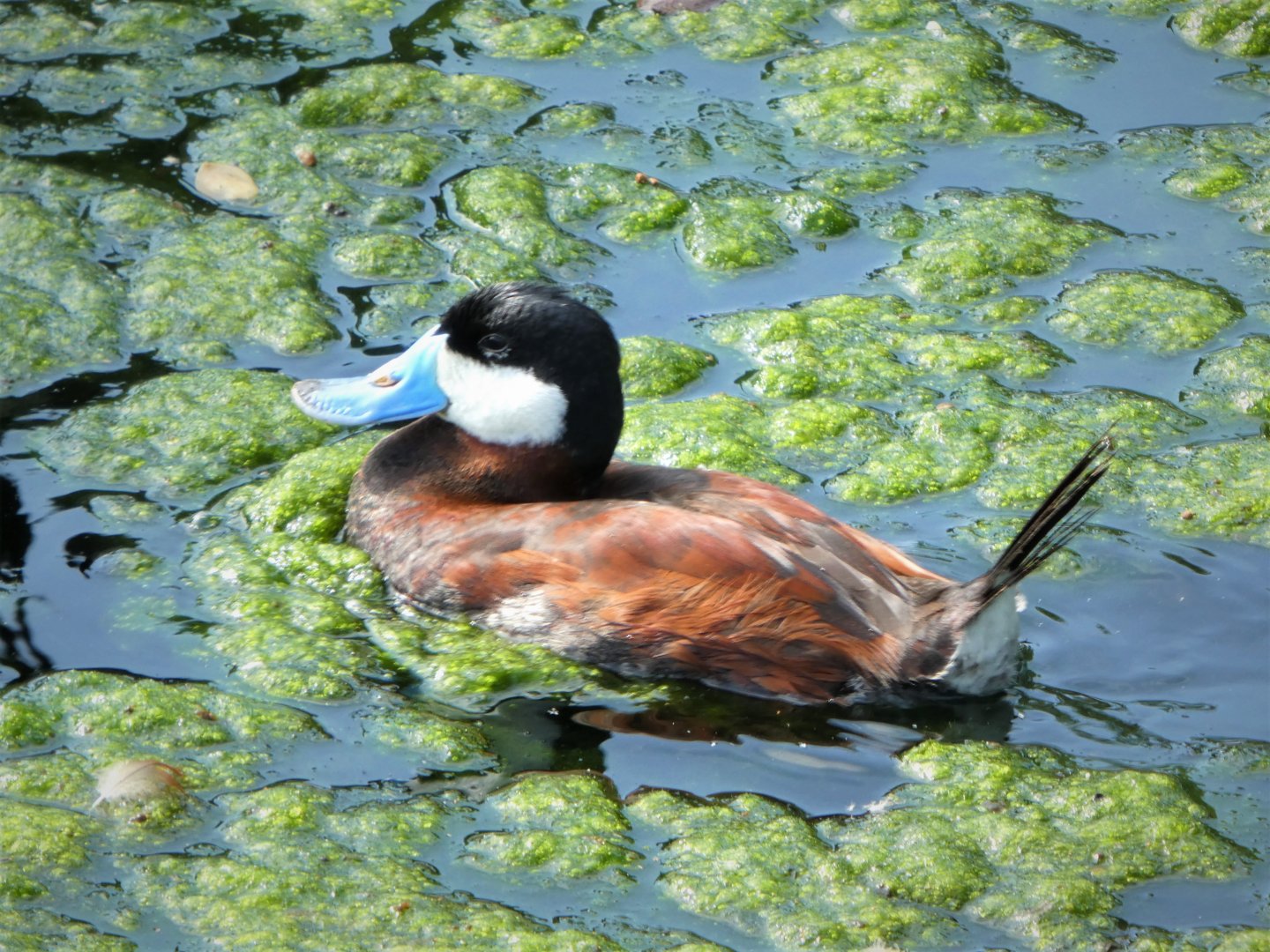 Florida: Mission Everglades - South Florida Wading Birds Exhibit - Ruddy Duck