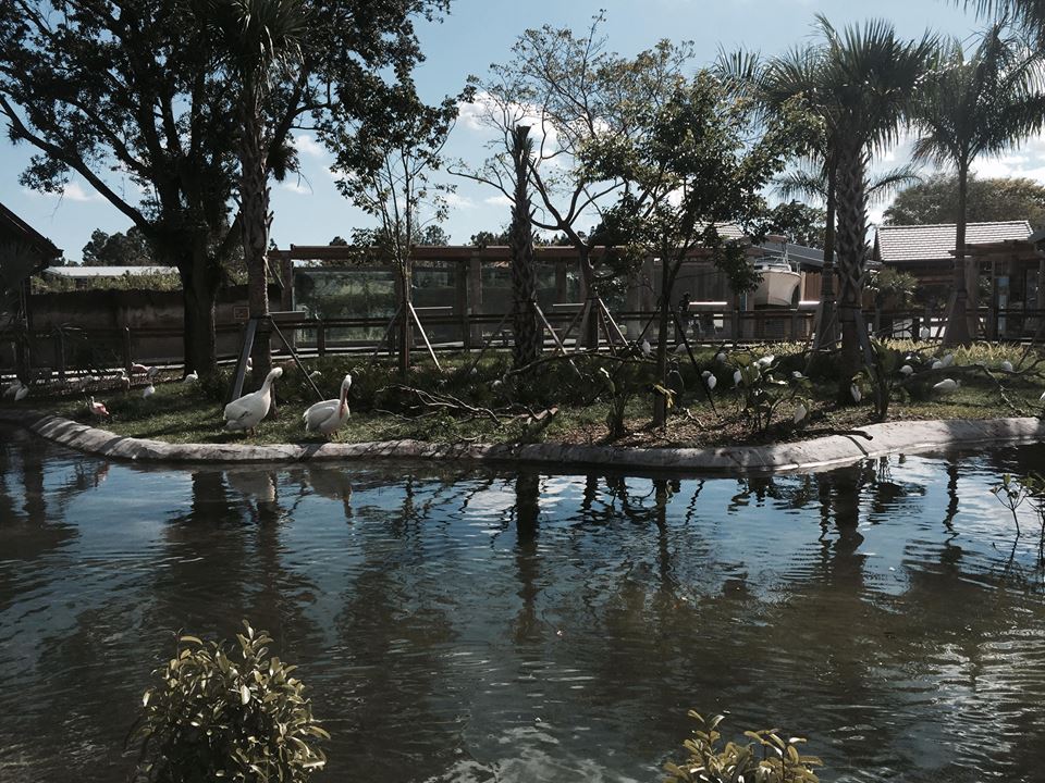 Florida: Mission Everglades- Water Birds