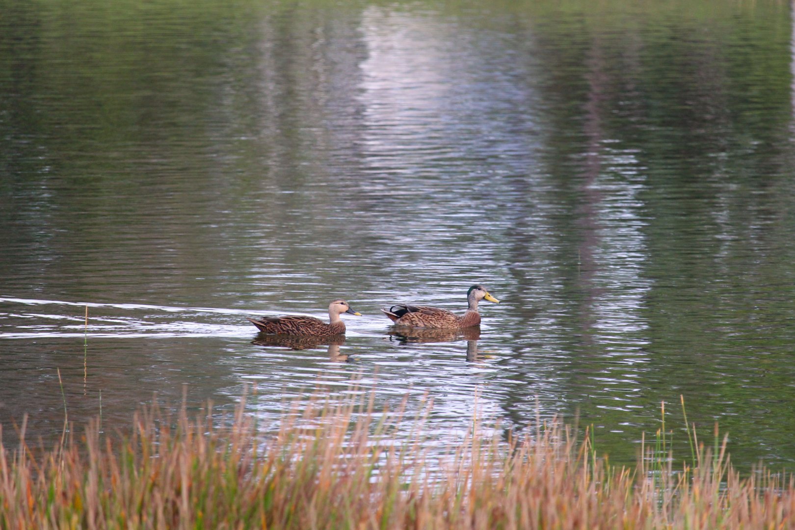 Florida Mottled Duck and Mottled Duck x Mallard Hybrid