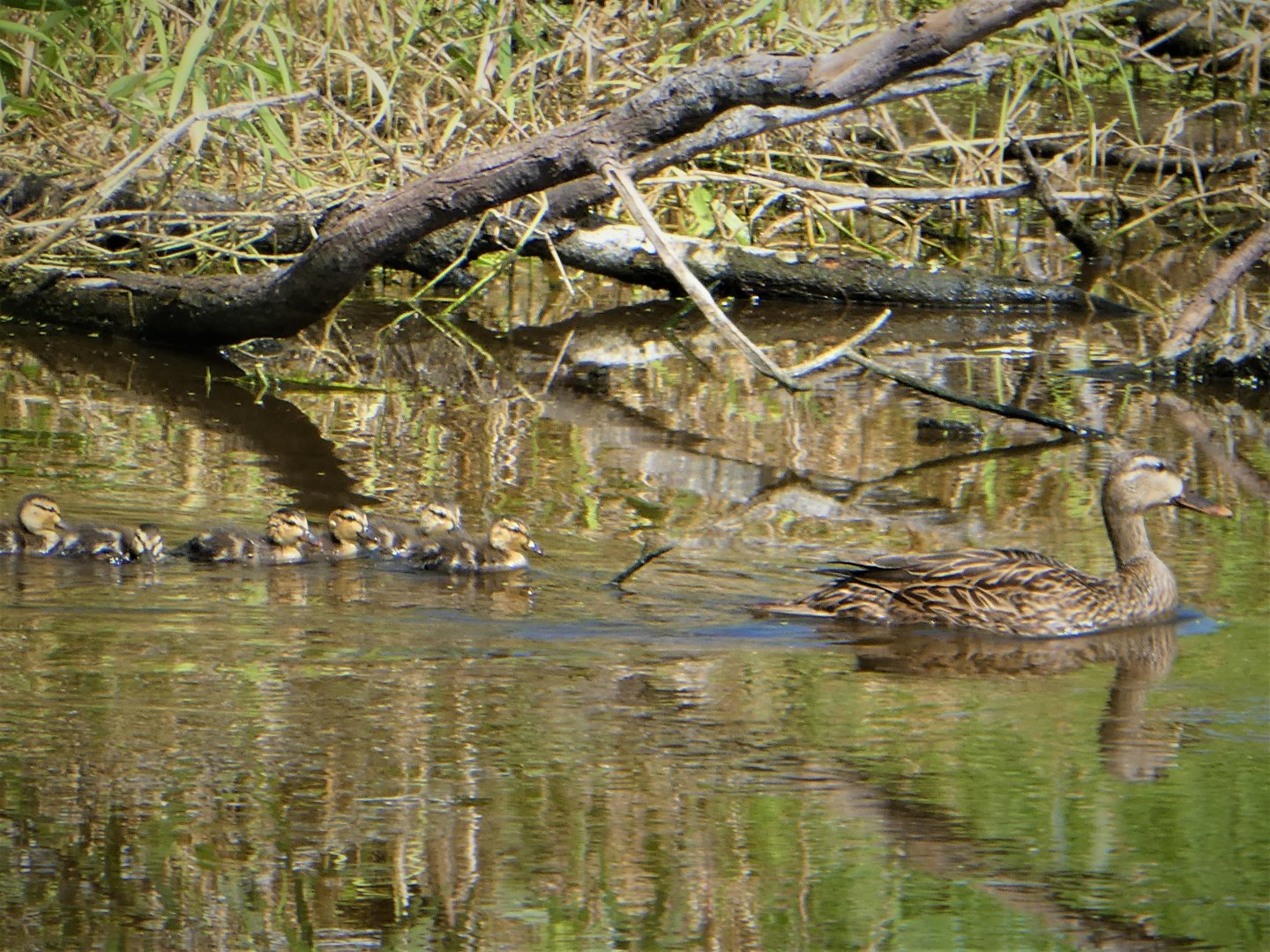Florida Mottled Duck with Ducklings