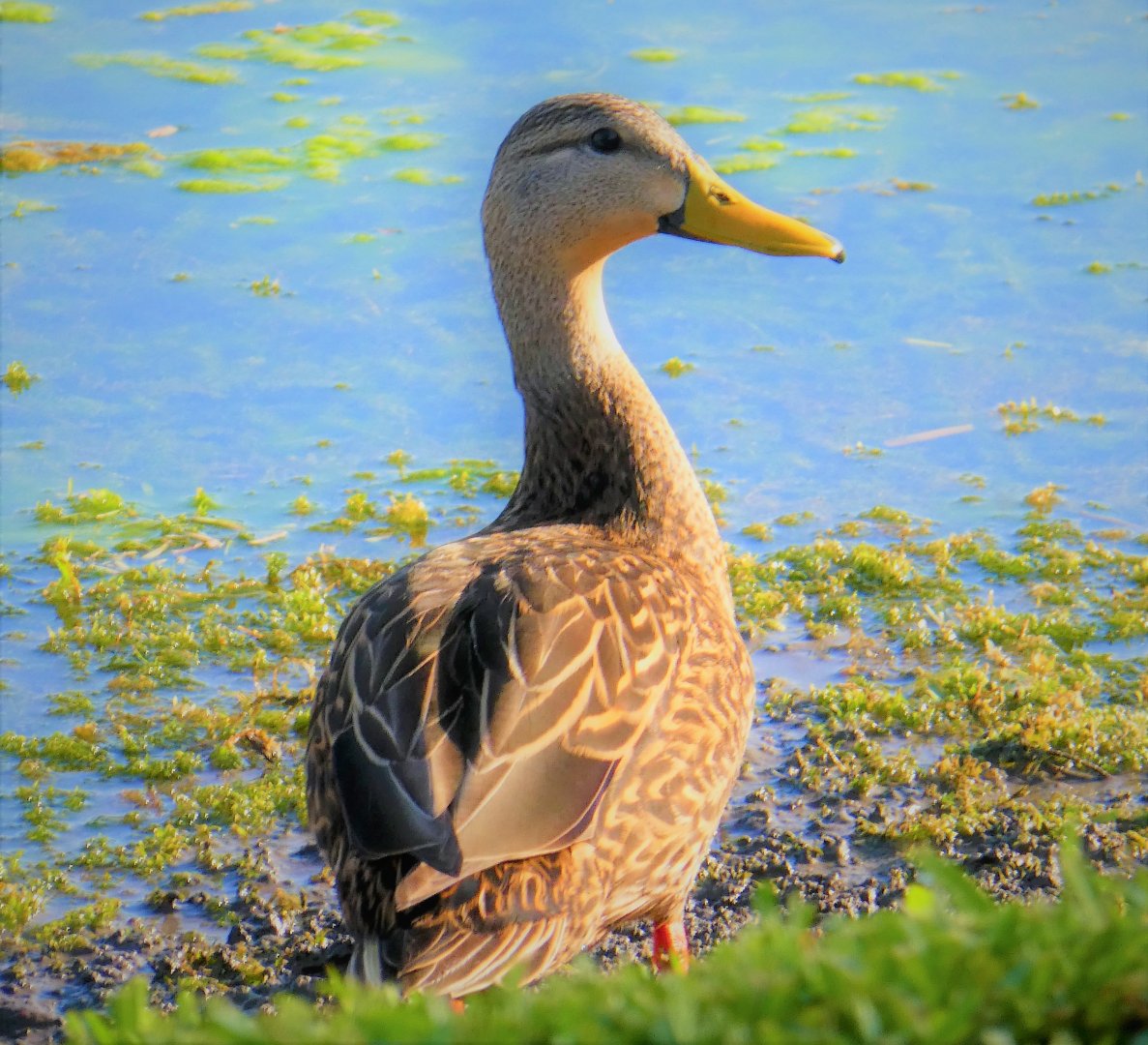 Florida Mottled Duck