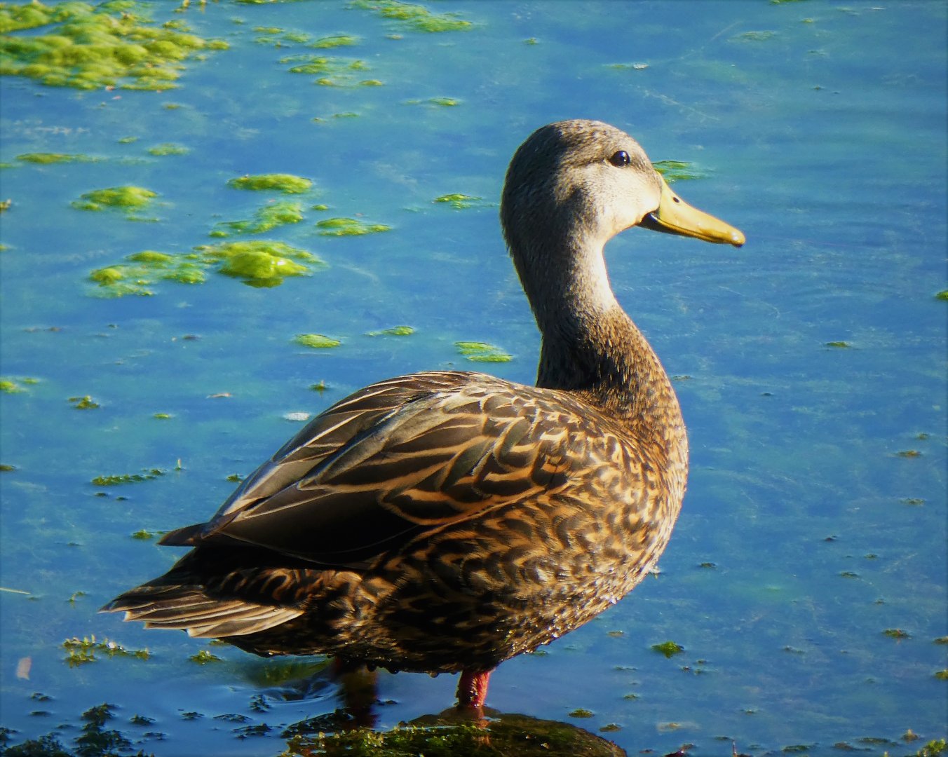 Florida Mottled Duck