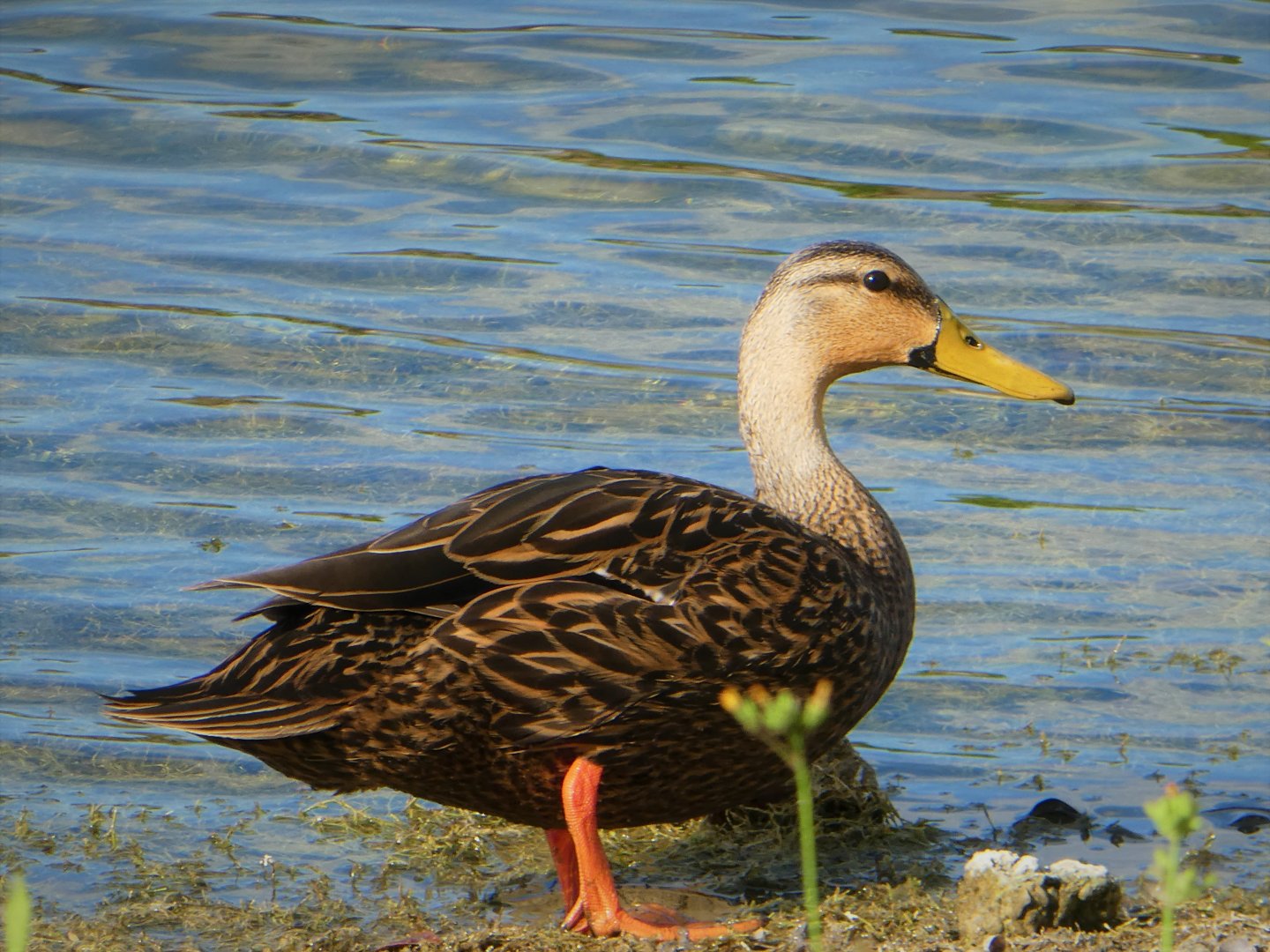 Florida Mottled Duck