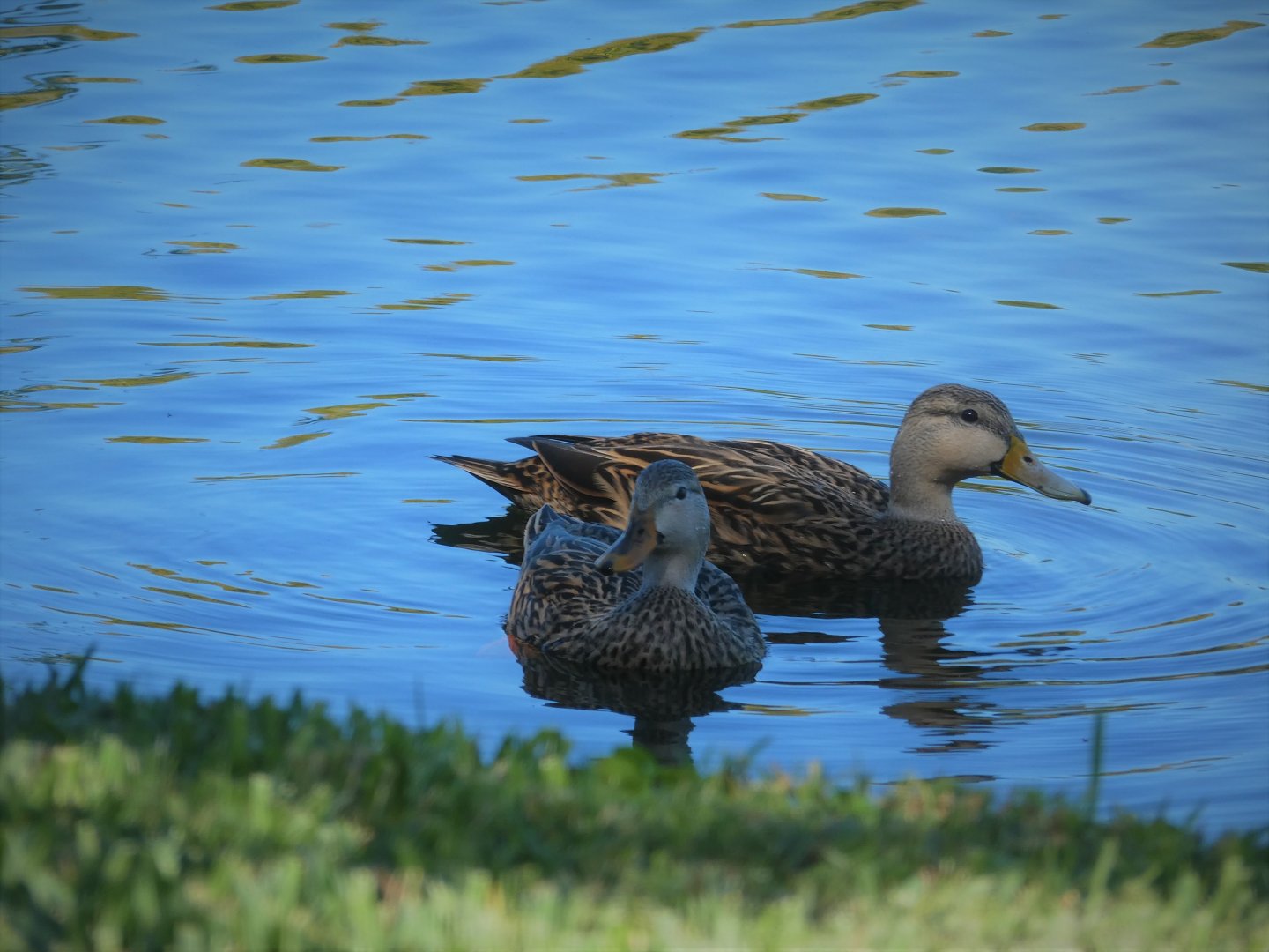 Florida Mottled Ducks