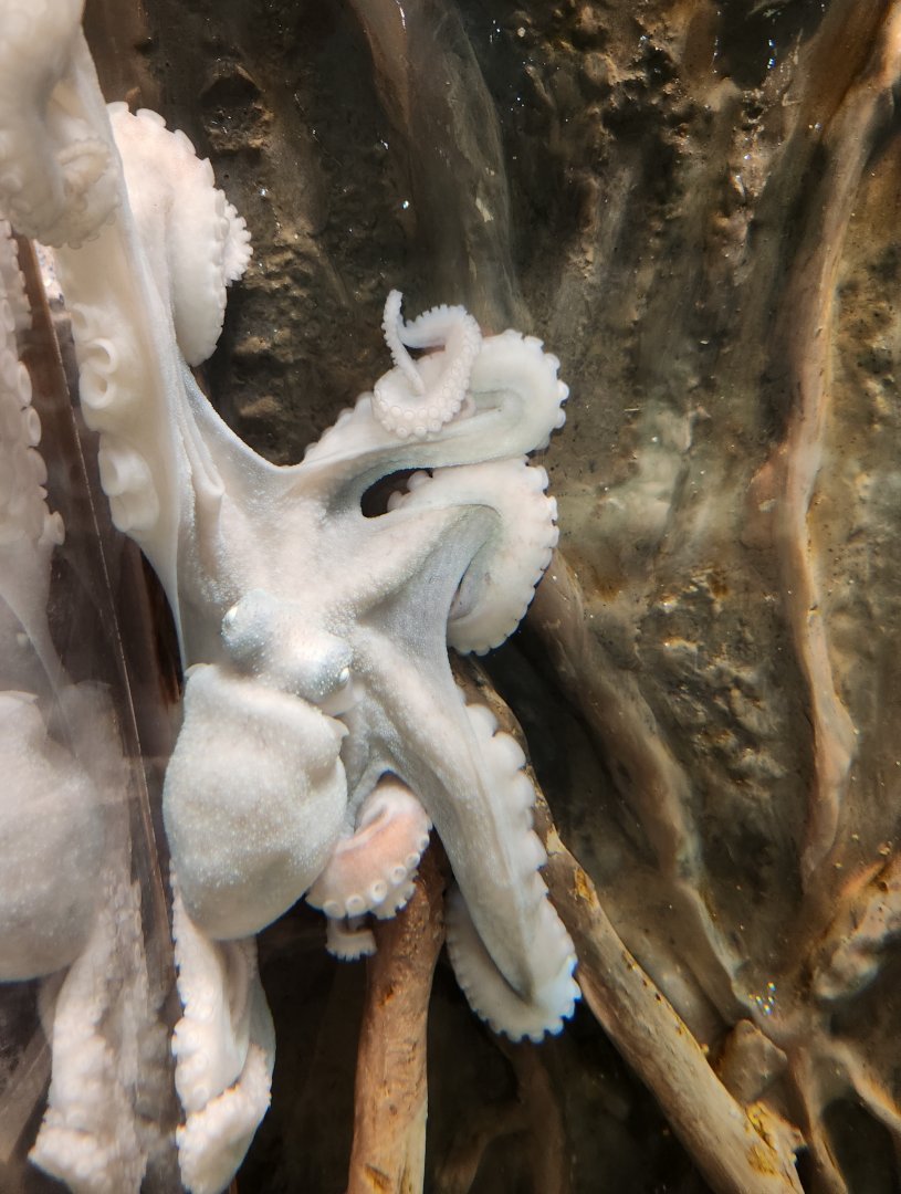 Florida Oceanographic Center - Caribbean Reef Octopus