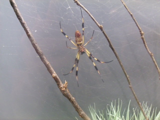 Florida Orb-Weaver