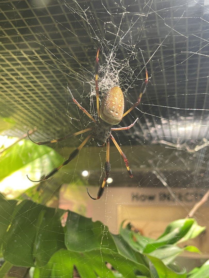 Florida Orb Weaver