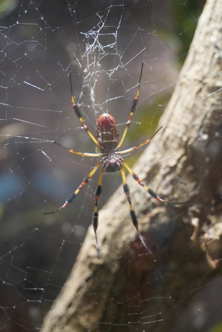 Florida Orb Weaver