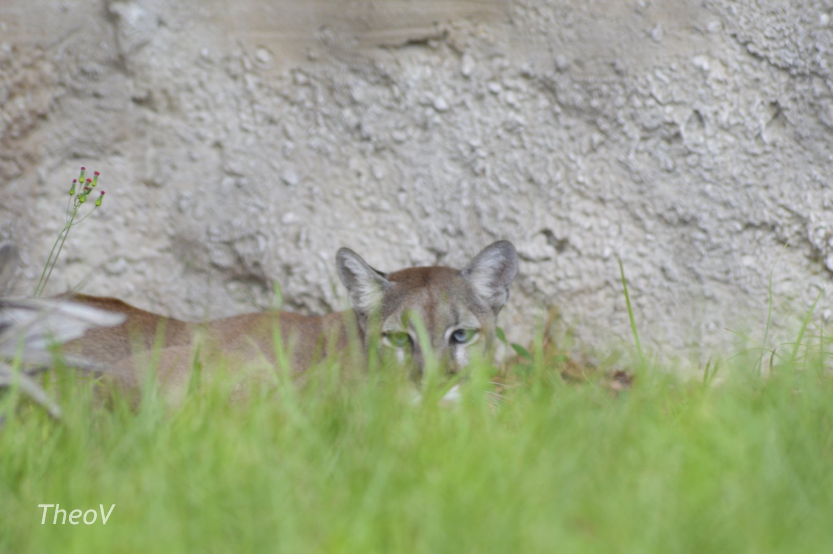 Florida panther [2017]