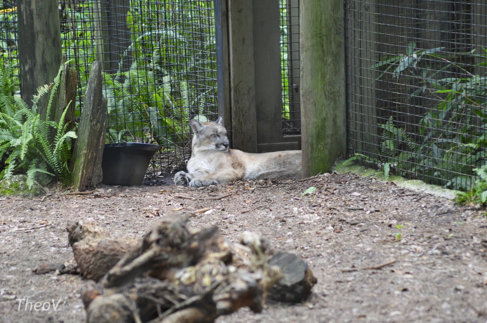 Florida panther [2017]