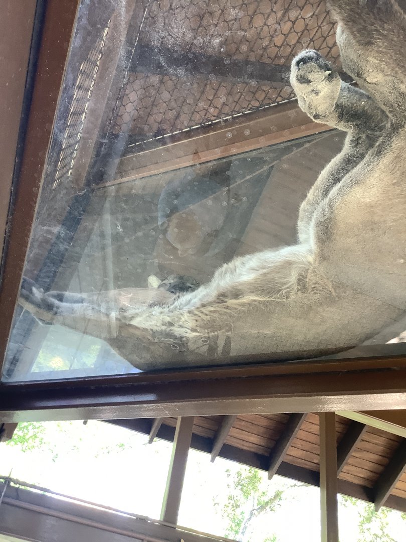 Florida Panther 3/20/24