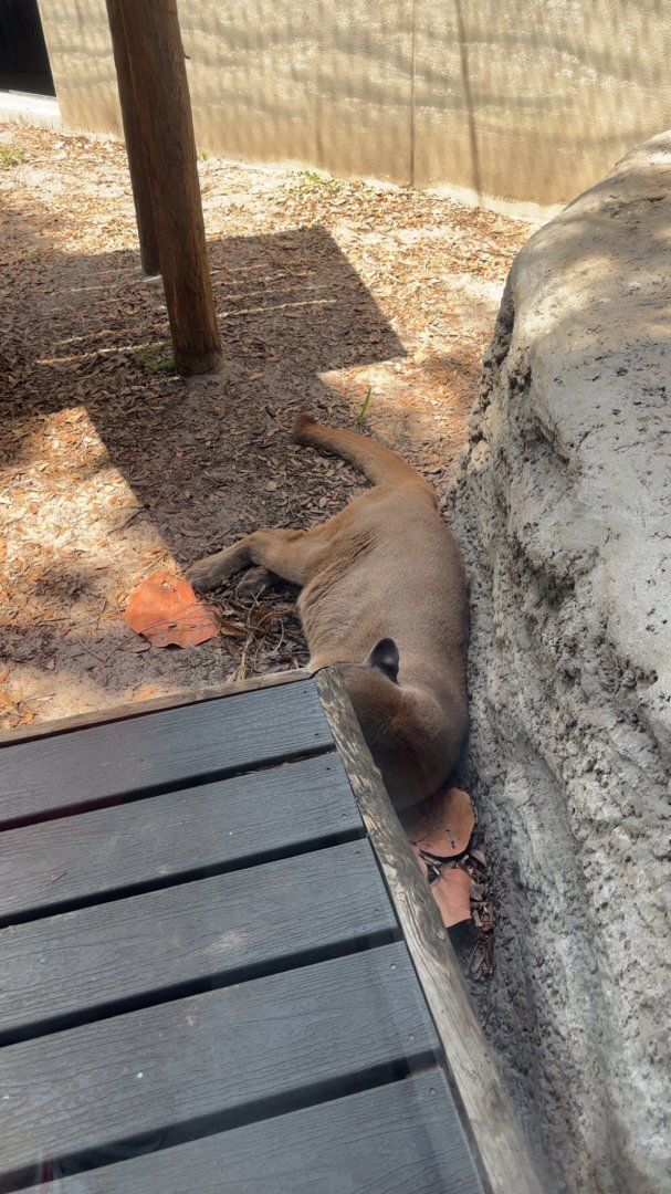 Florida Panther - 5/27/2025
