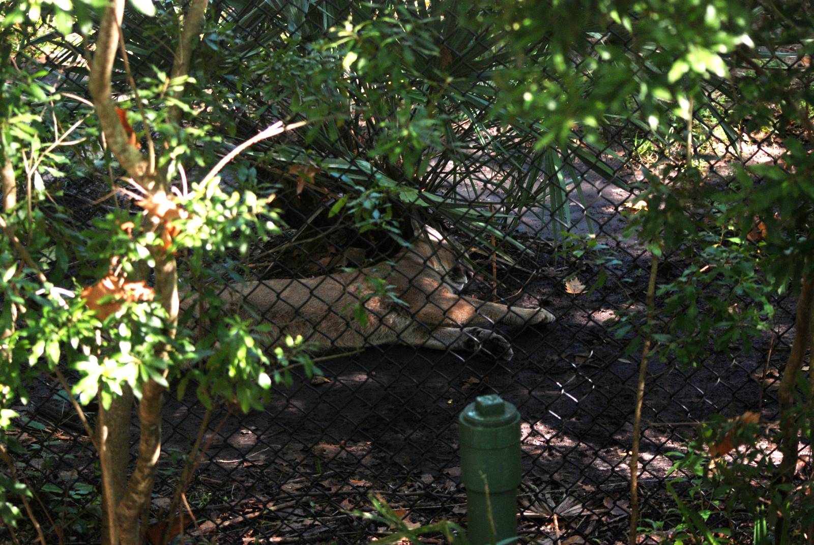 Florida Panther at Jacksonville, 10/10/13