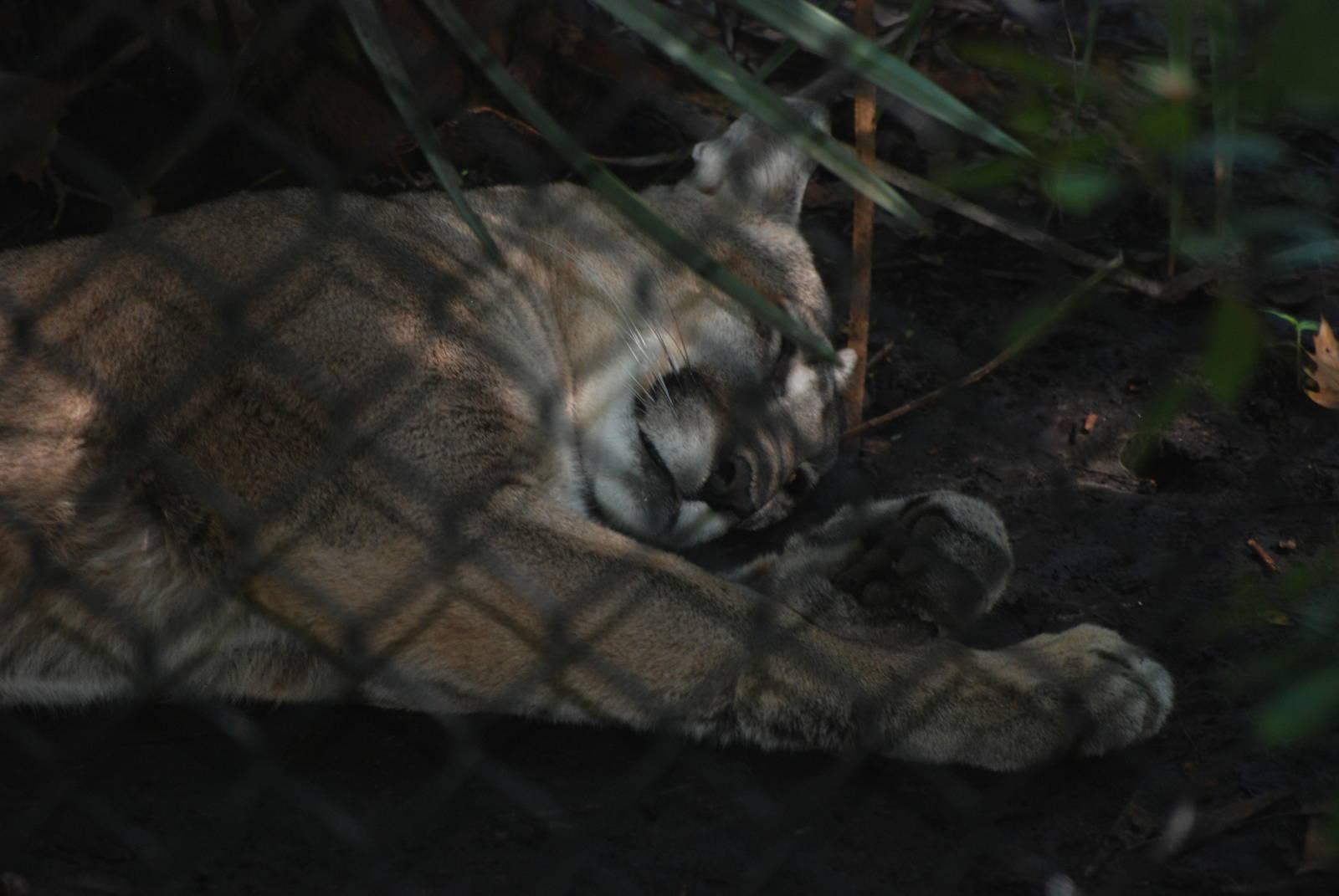 Florida Panther at Jacksonville, 10/10/13