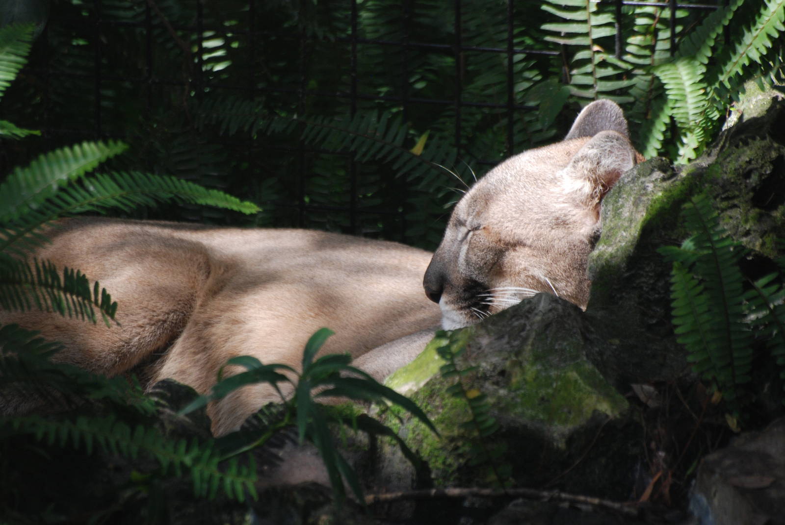 Florida Panther at Lowry Park, 13/10/13