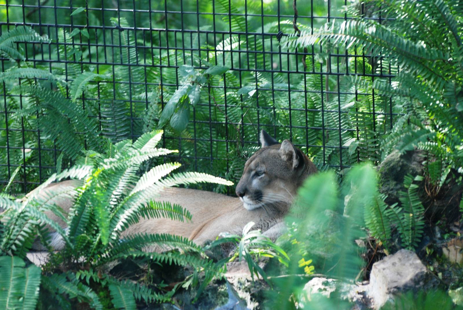 Florida Panther at Lowry Park, 13/10/13