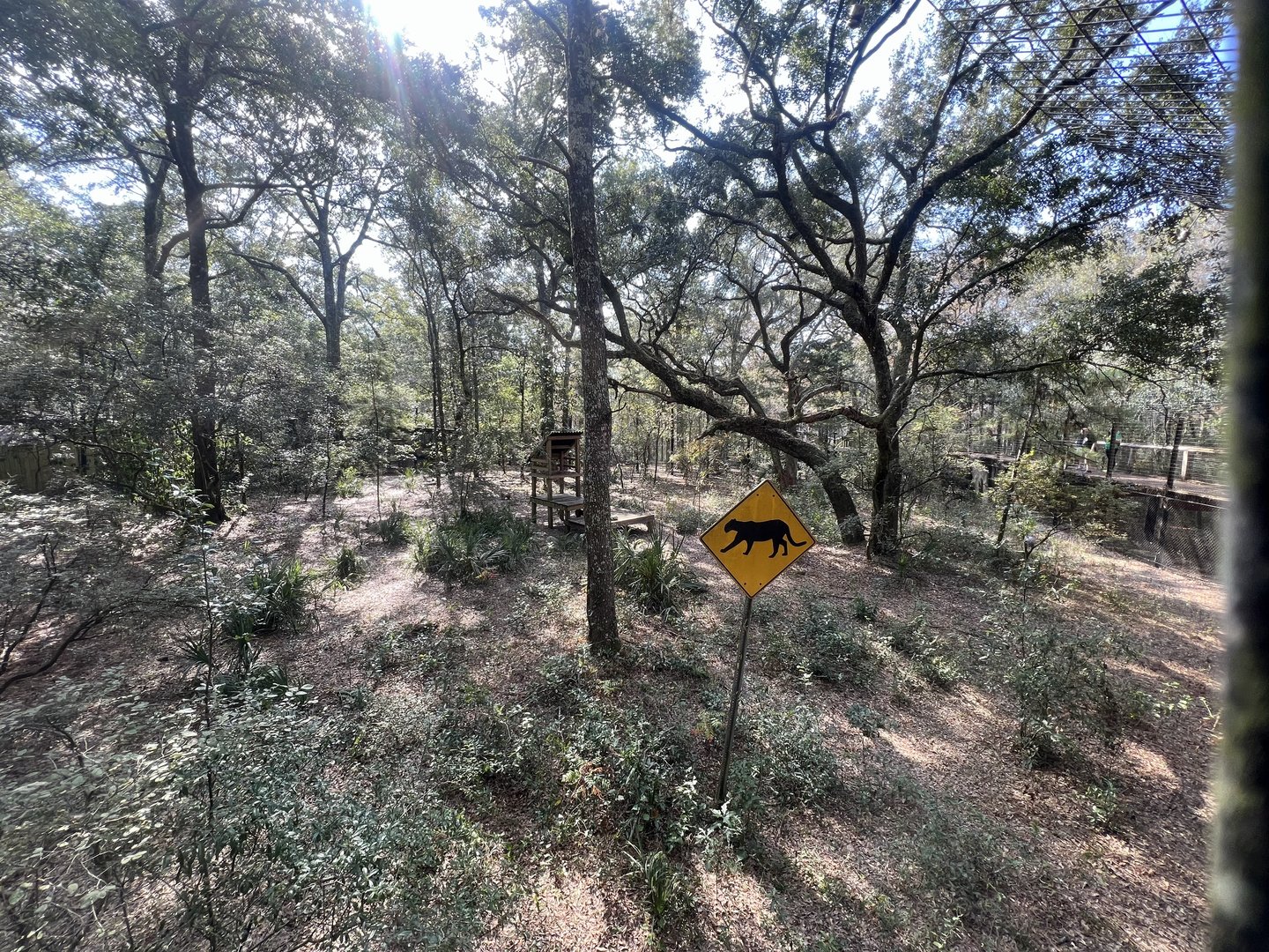 Florida Panther / Cougar Exhibit