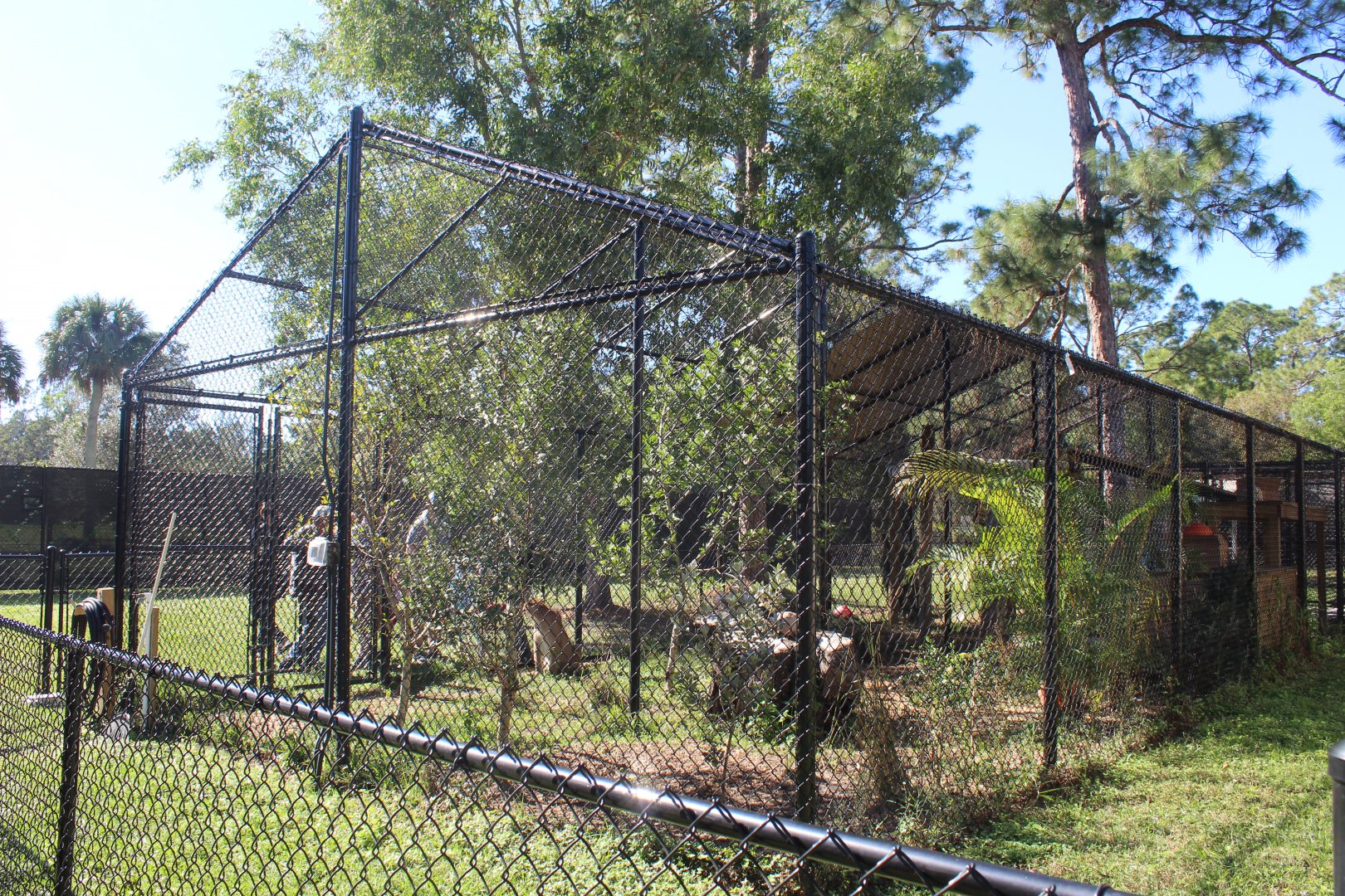 Florida Panther Enclosure