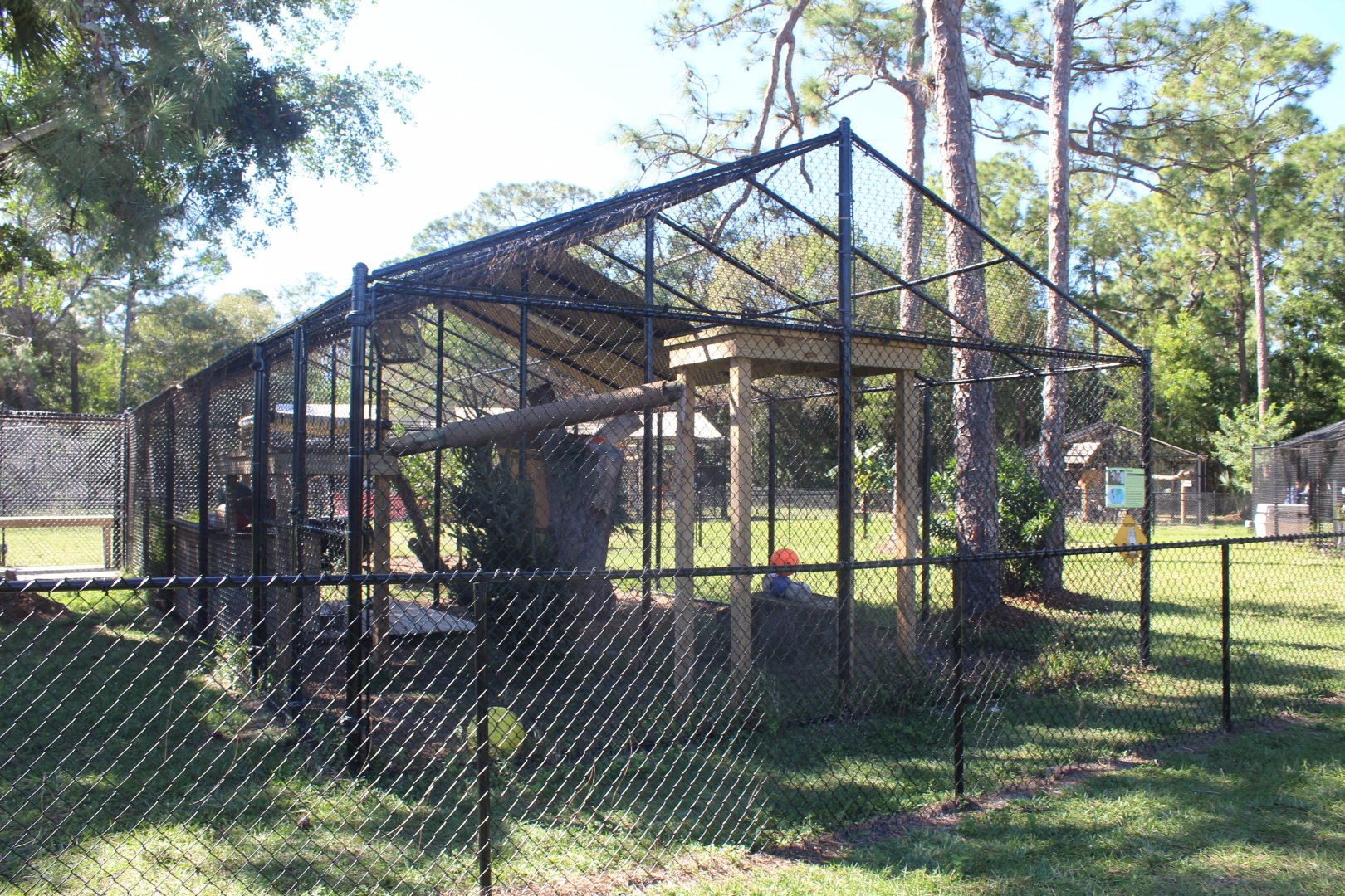 Florida Panther Enclosure