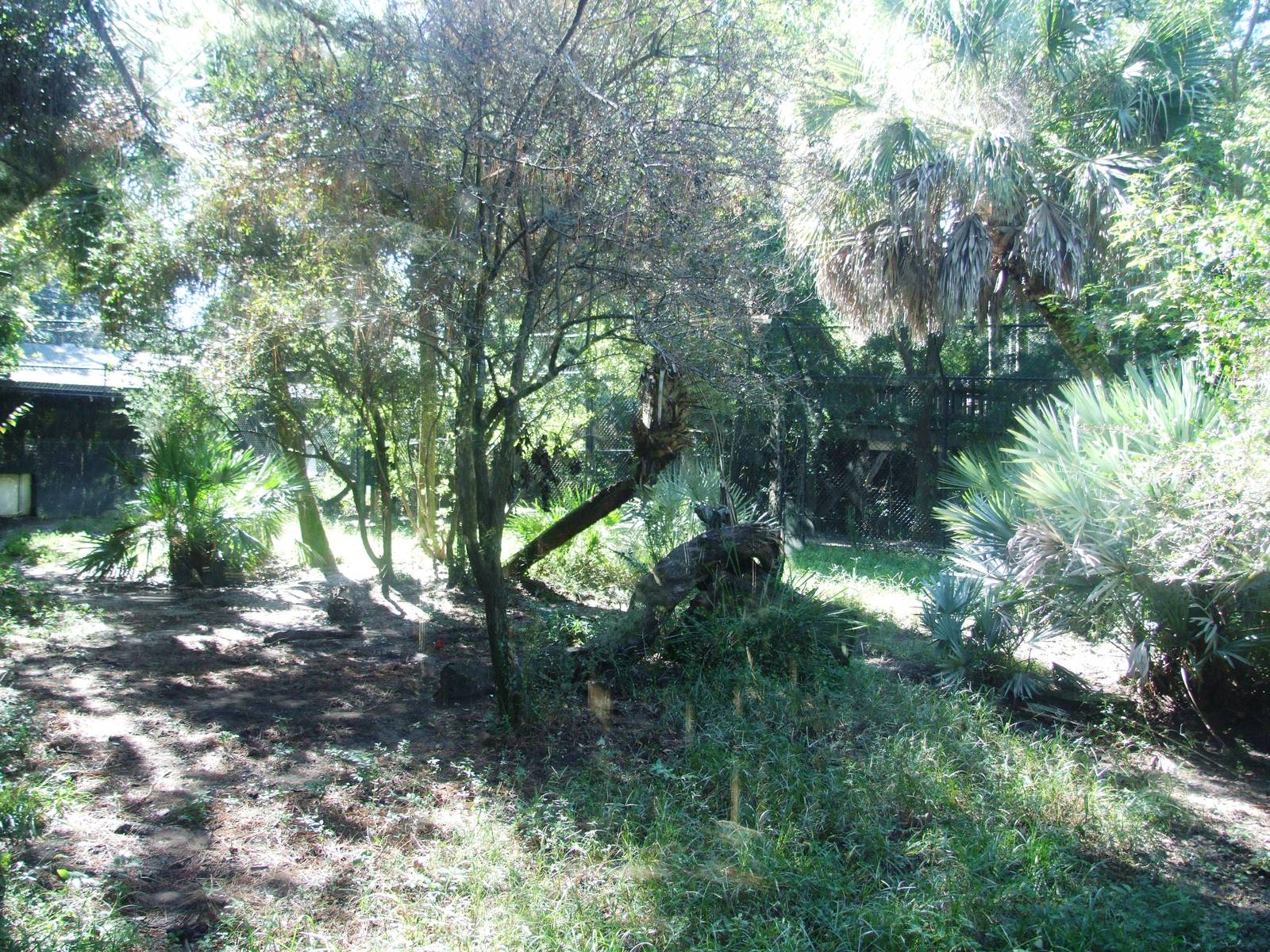 Florida Panther Exhibit at Jacksonville, 10/10/13