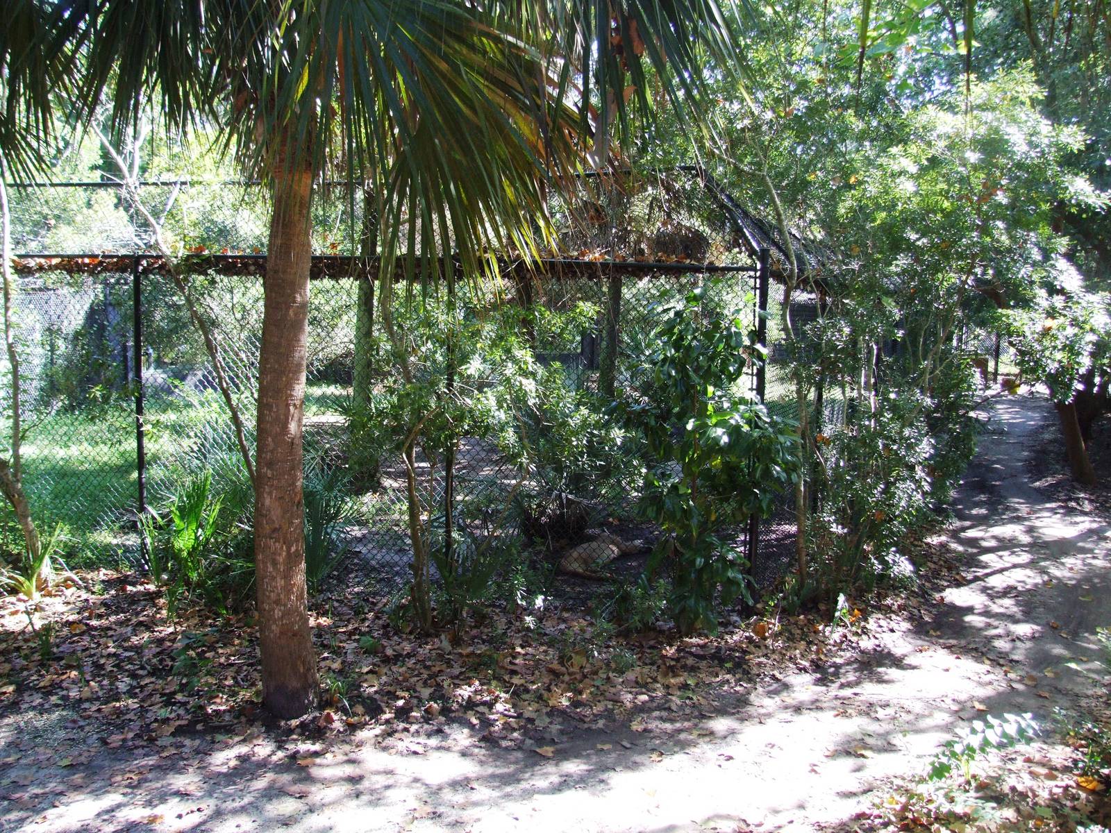 Florida Panther Exhibit at Jacksonville, 10/10/13