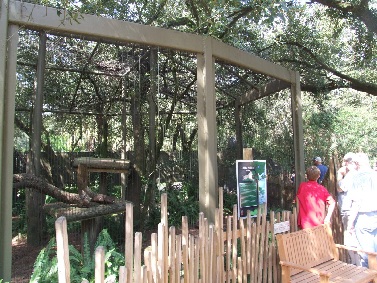 Florida Panther Exhibit Viewing at Lowry Park, 13/10/13