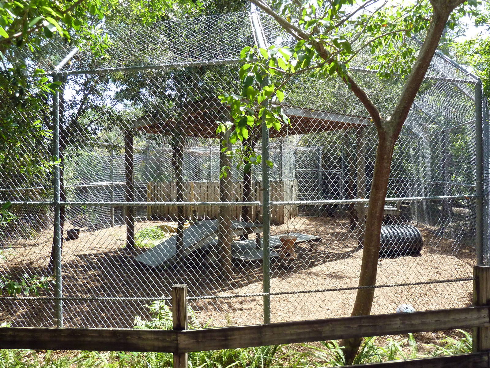 Florida Panther Exhibit
