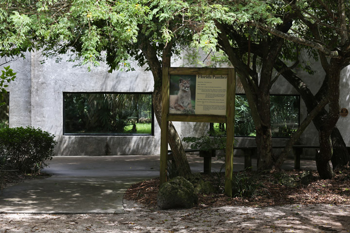 florida panther exhibit
