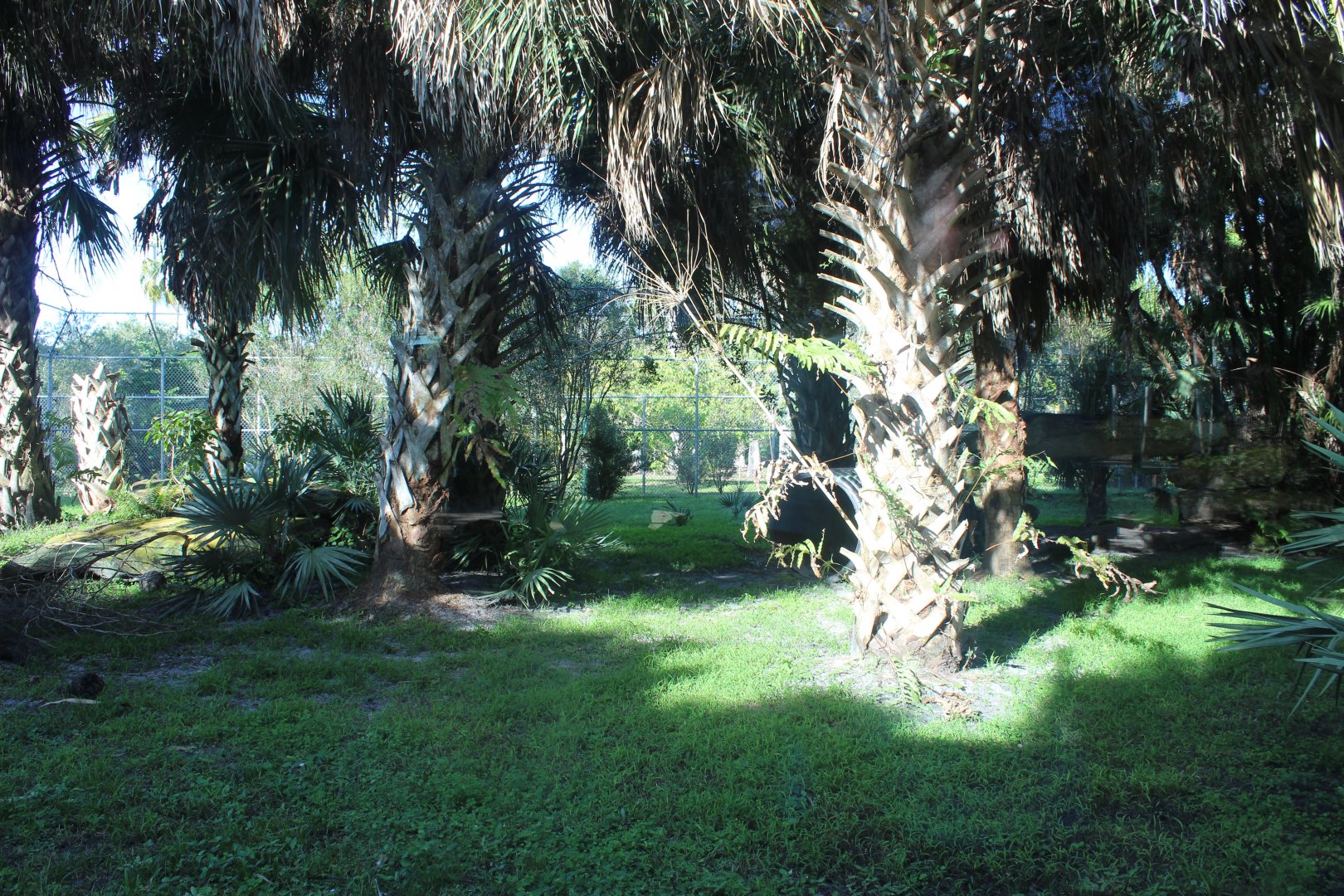 Florida Panther Exhibit