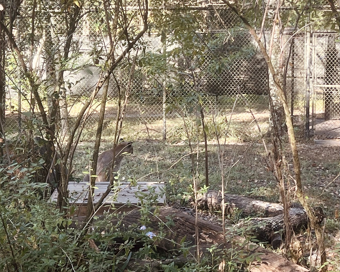 Florida Panther Exhibit