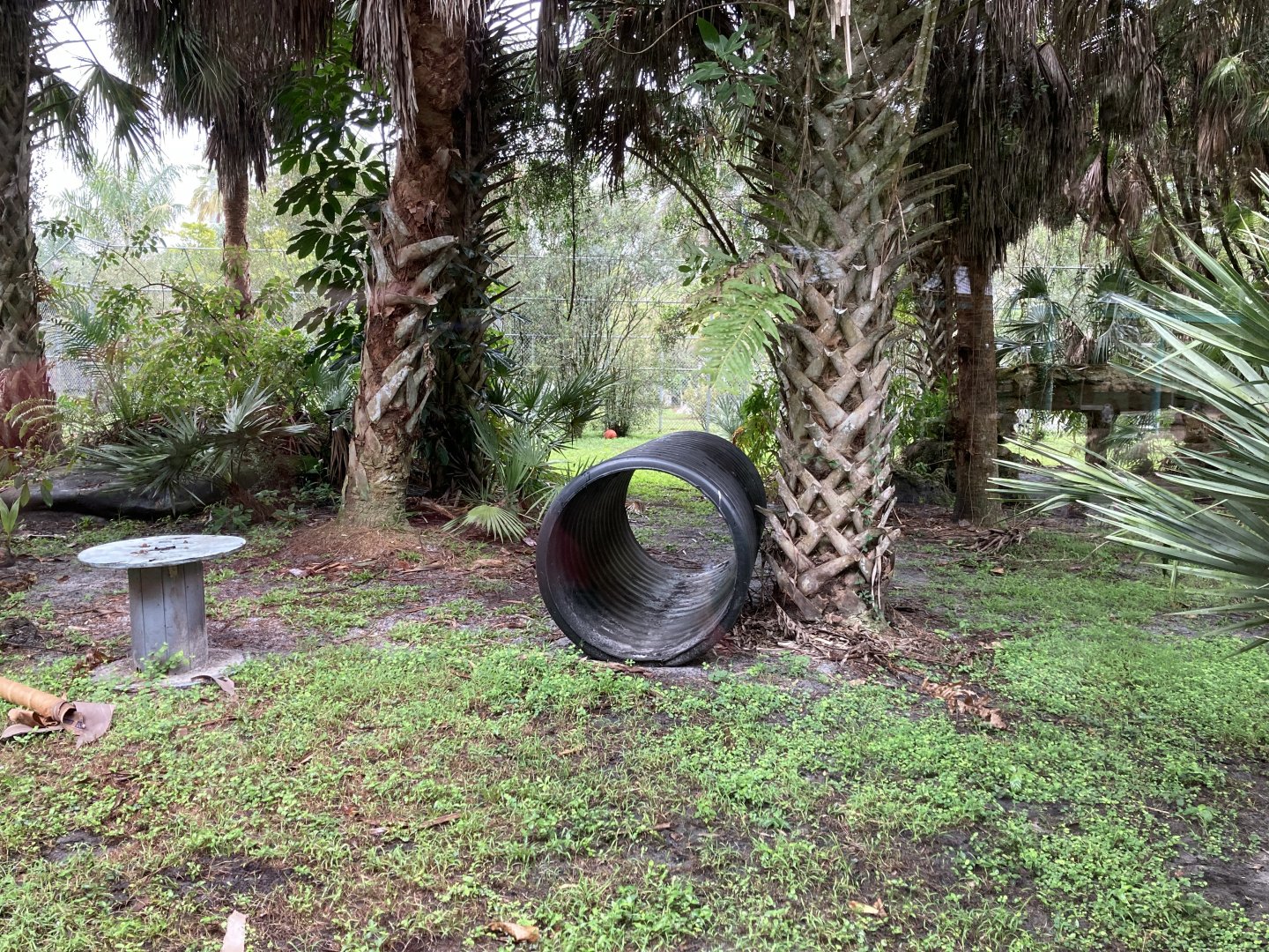 “Florida Panther” Exhibit