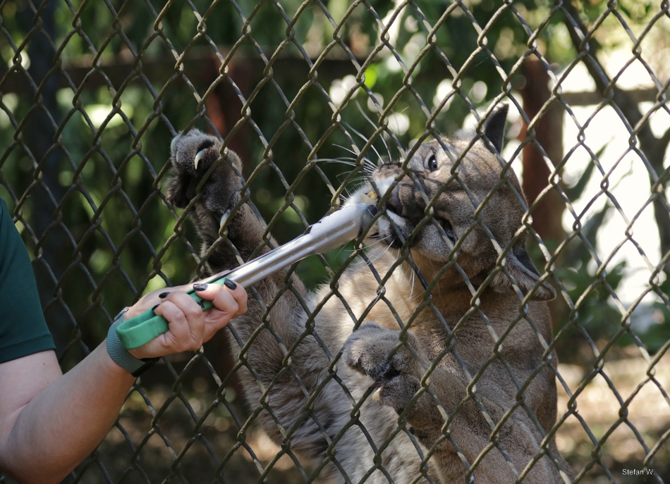 Florida Panther - female Athena