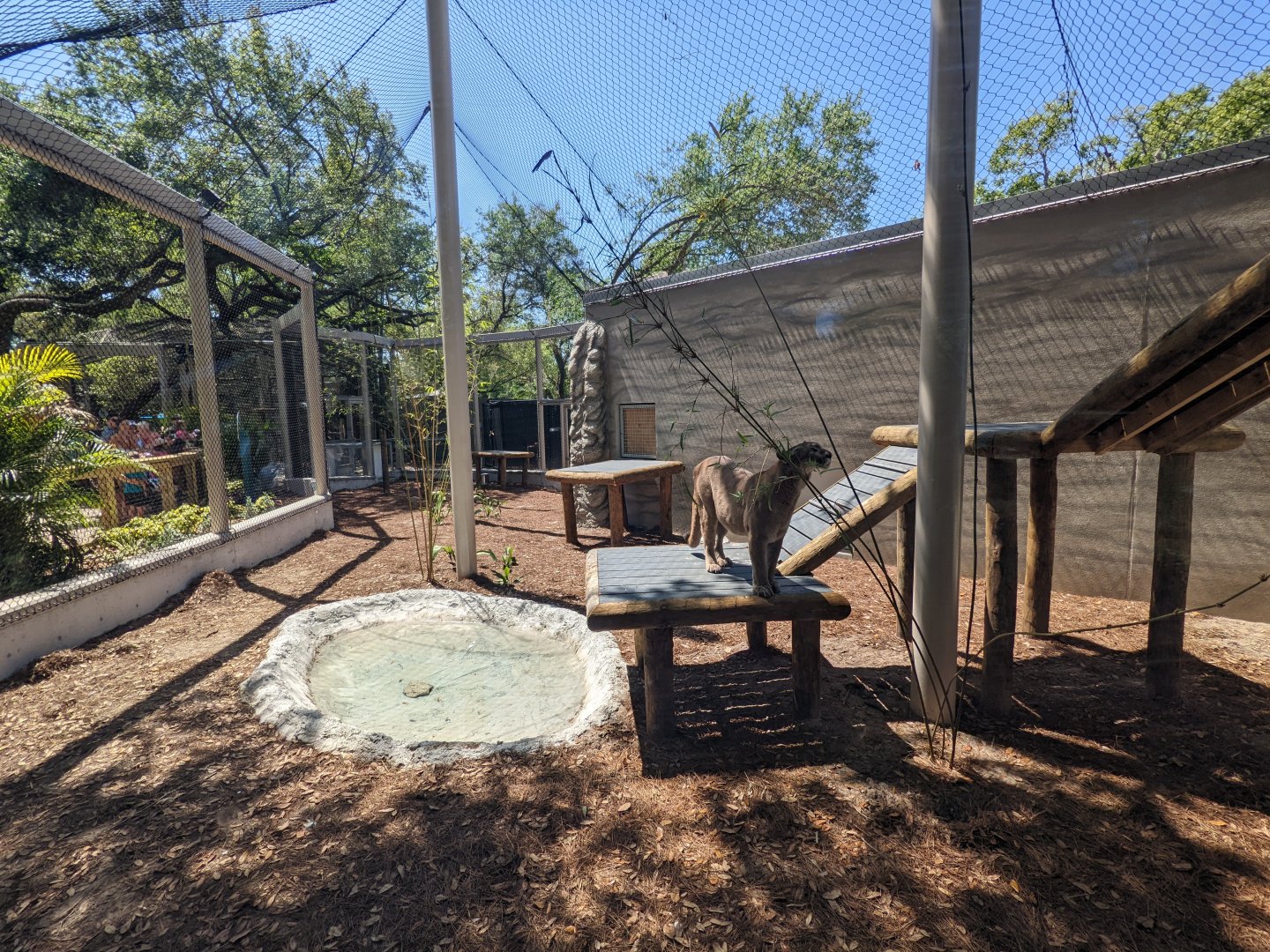 Florida panther (habitat #1)