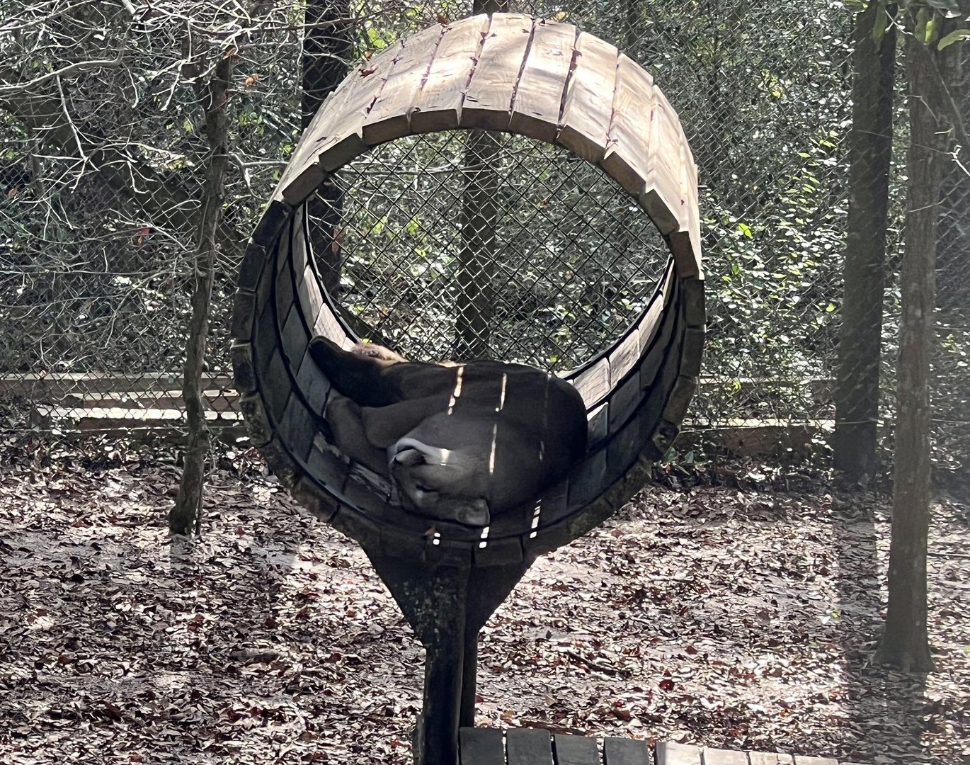 Florida Panther (or vice versa)