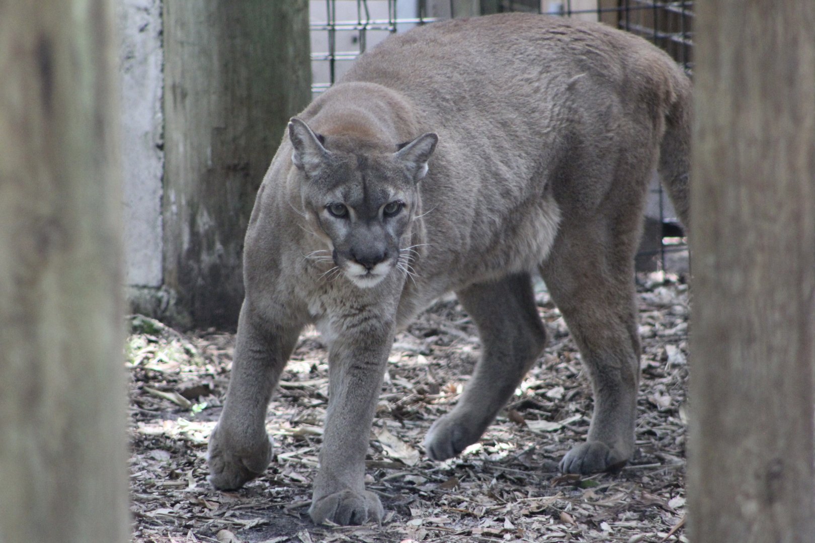 Florida Panther (P. c. couguar / “coryi”)