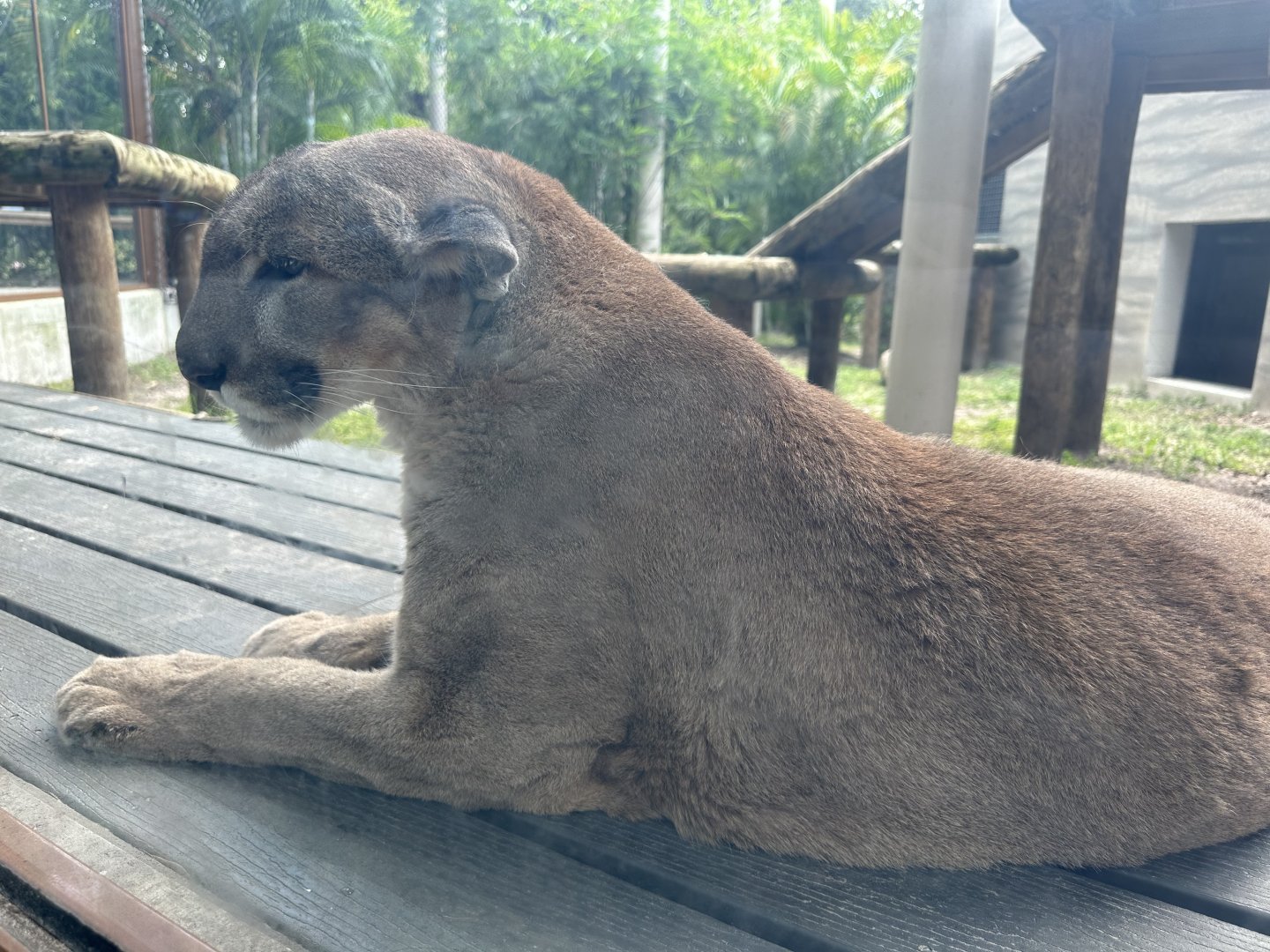 Florida Panther (P. c. couguar / “coryi”)