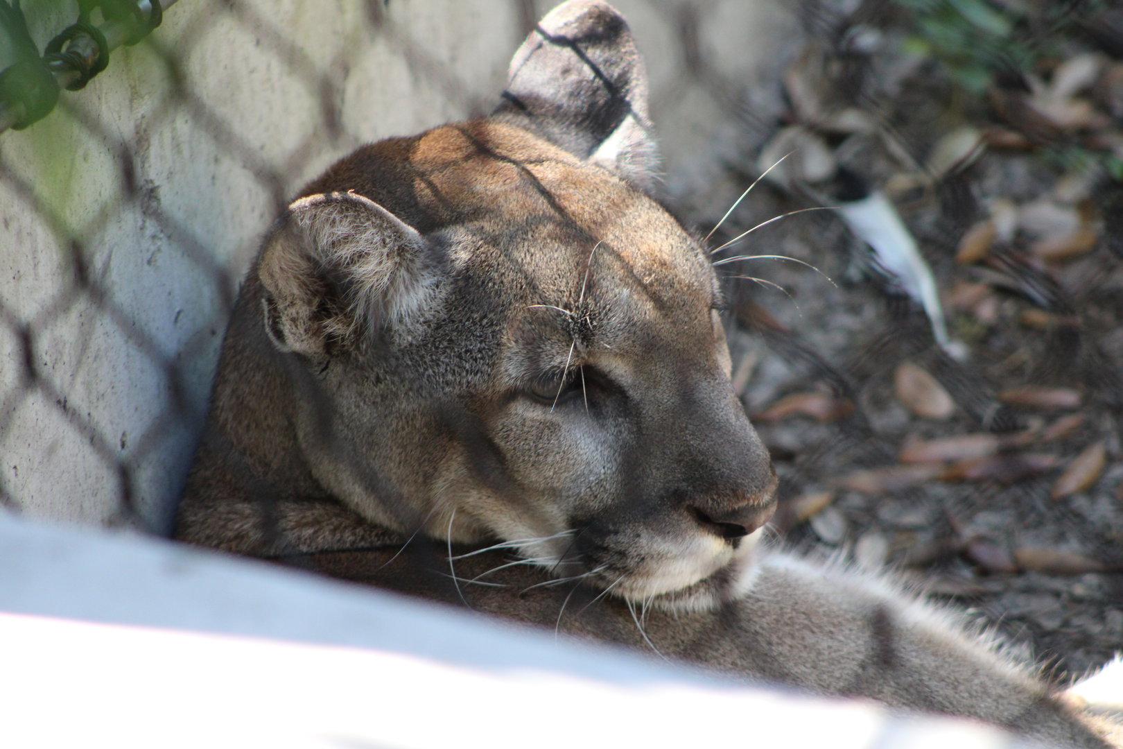 Florida Panther portrait (P. concolor couguar)