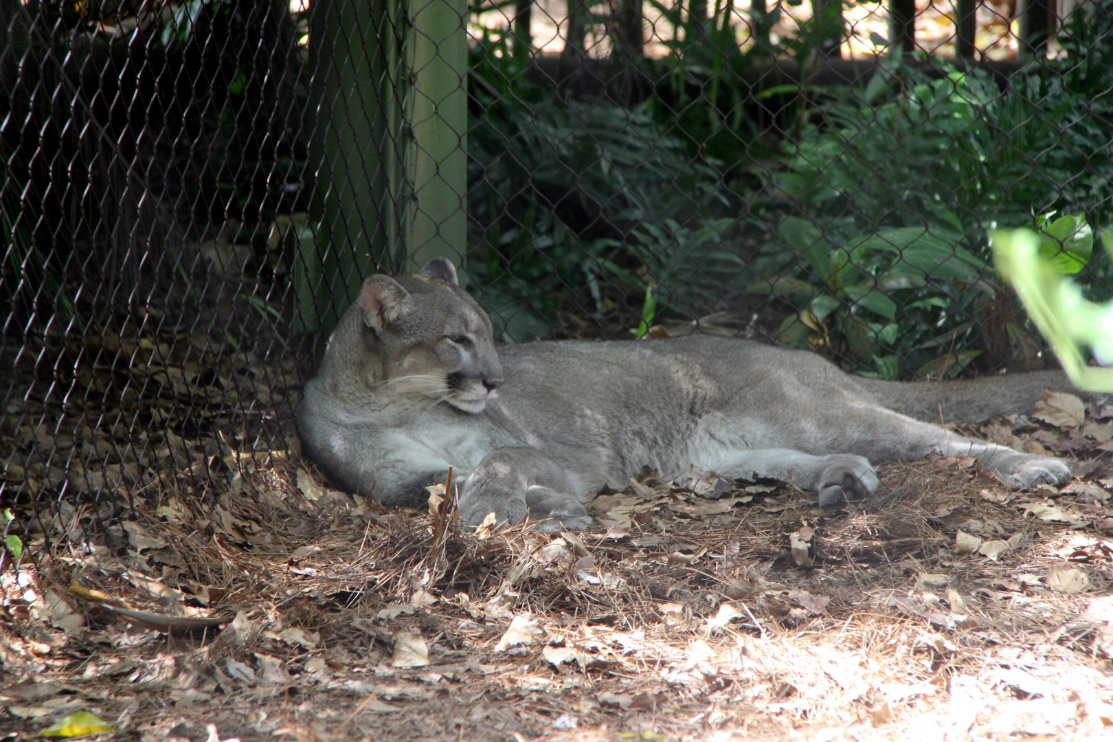 Florida Panther (Puma concolor coryi)