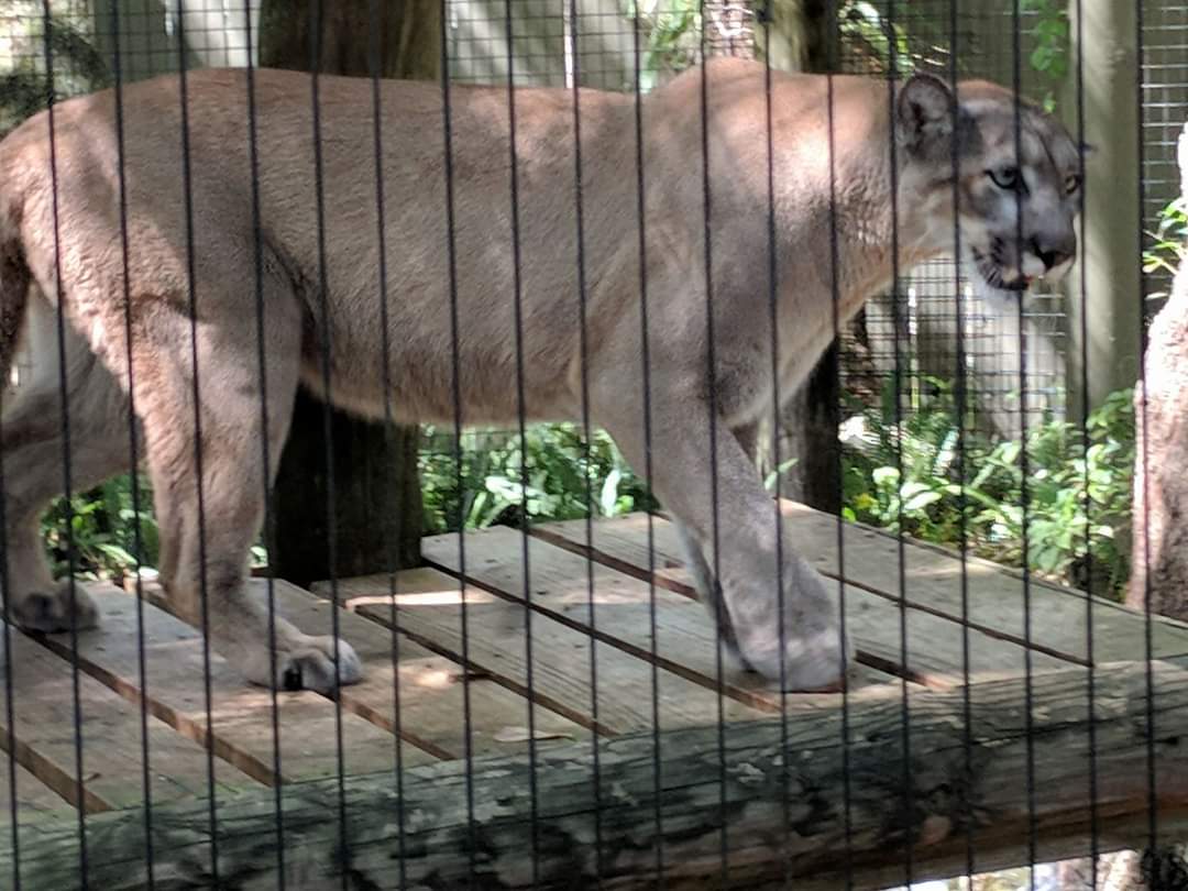 Florida panther (Puma concolor coryi)