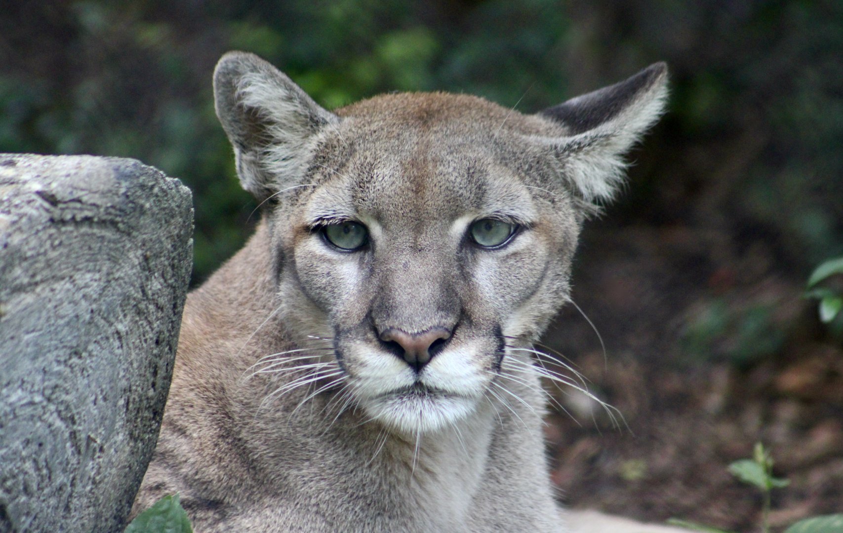 Florida Panther (Puma concolor couguar) - "Mahala"