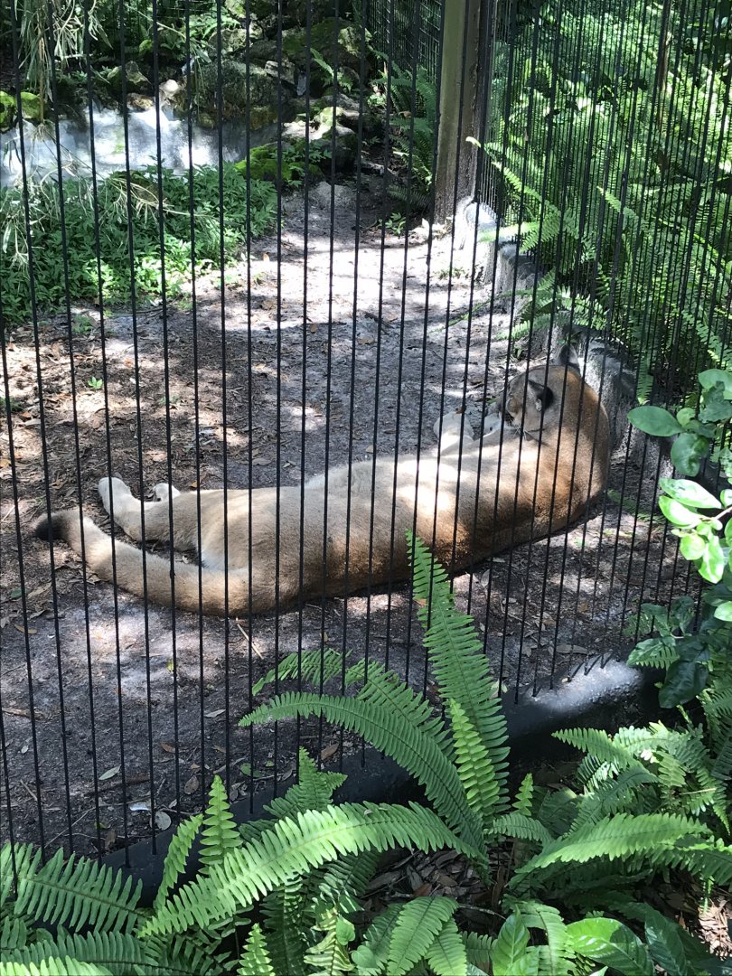 Florida Panther (Puma Concolor Couguar)