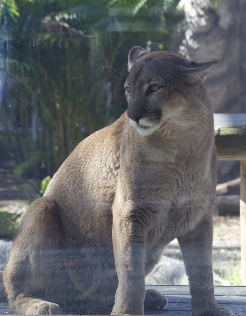 Florida Panther/ Puma concolor couguar