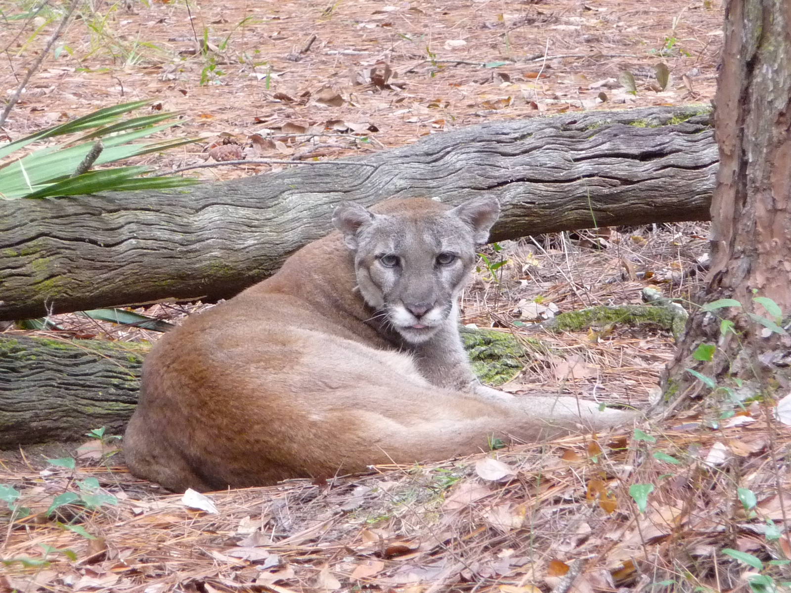 Florida Panther